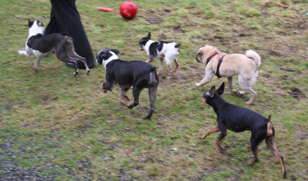 5 little dogs trotting IMG_4975