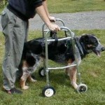 holistic dog care
